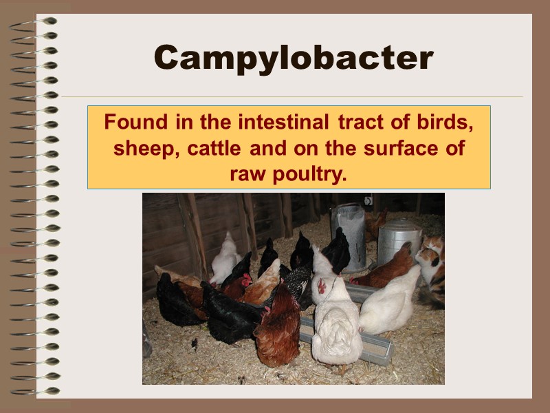 Campylobacter Found in the intestinal tract of birds, sheep, cattle and on the surface